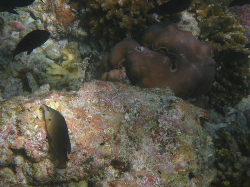  . ,  (Kuramathi).