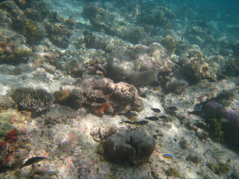  . ,  (Kuramathi).