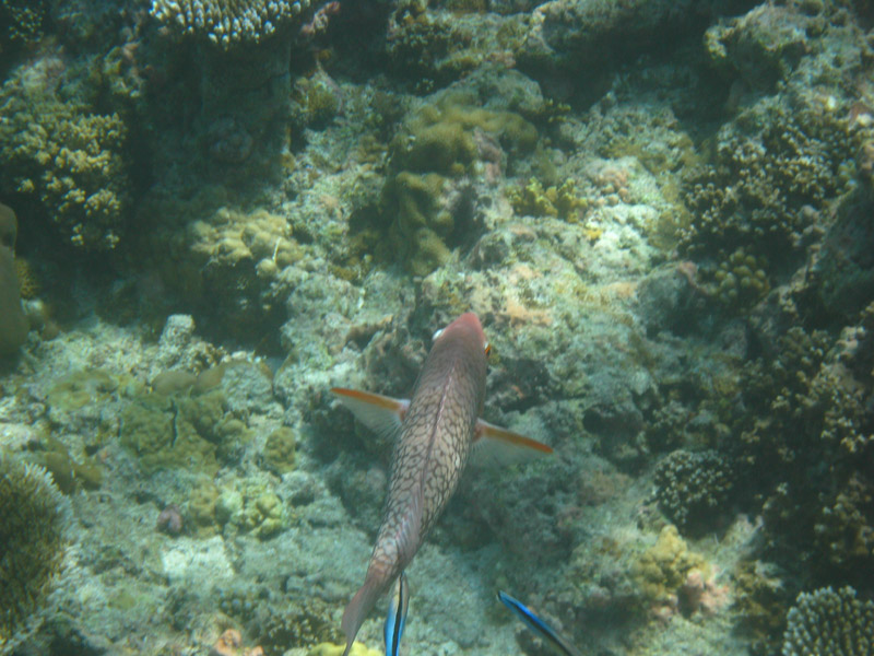  . ,  (Kuramathi).