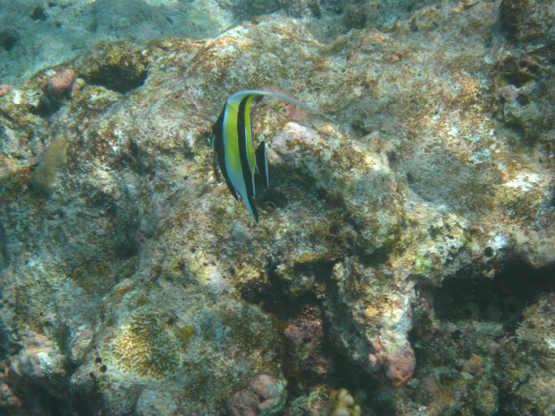  . ,  (Kuramathi).
