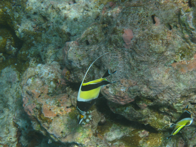  . ,  (Kuramathi).
