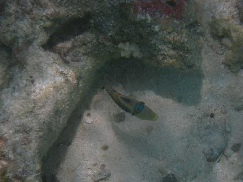  . ,  (Kuramathi).